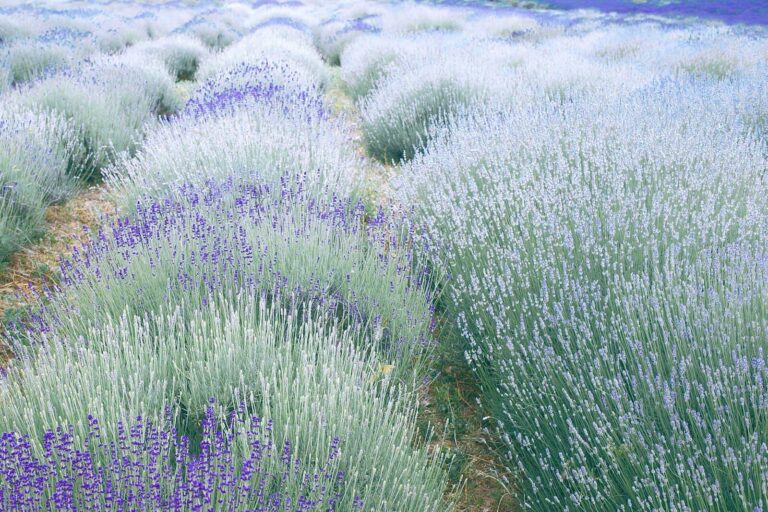 Lavender Fields Forever